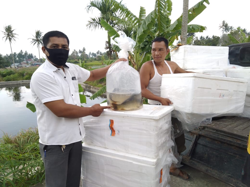 Dalam rangka Pengadaan calon induk nila dan calon induk mas di UPT BBI Sungai Janiah