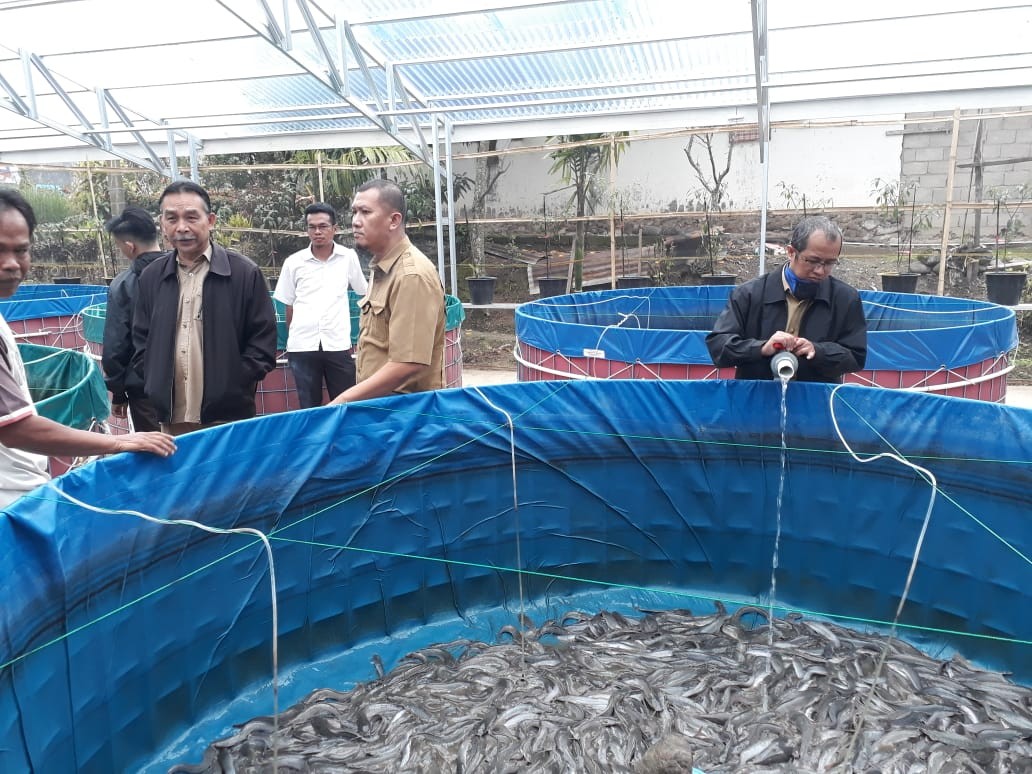 Panen Perdana lele Bioflok Bantuan BPBAT Jambi di Pokdakan Kalampariek Sepakat Nagari Koto Hilalang 