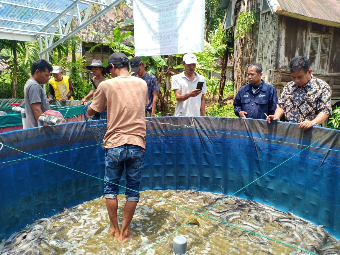 Panen lele kekelompok bioflok Antika Satu Nagari Tikalak