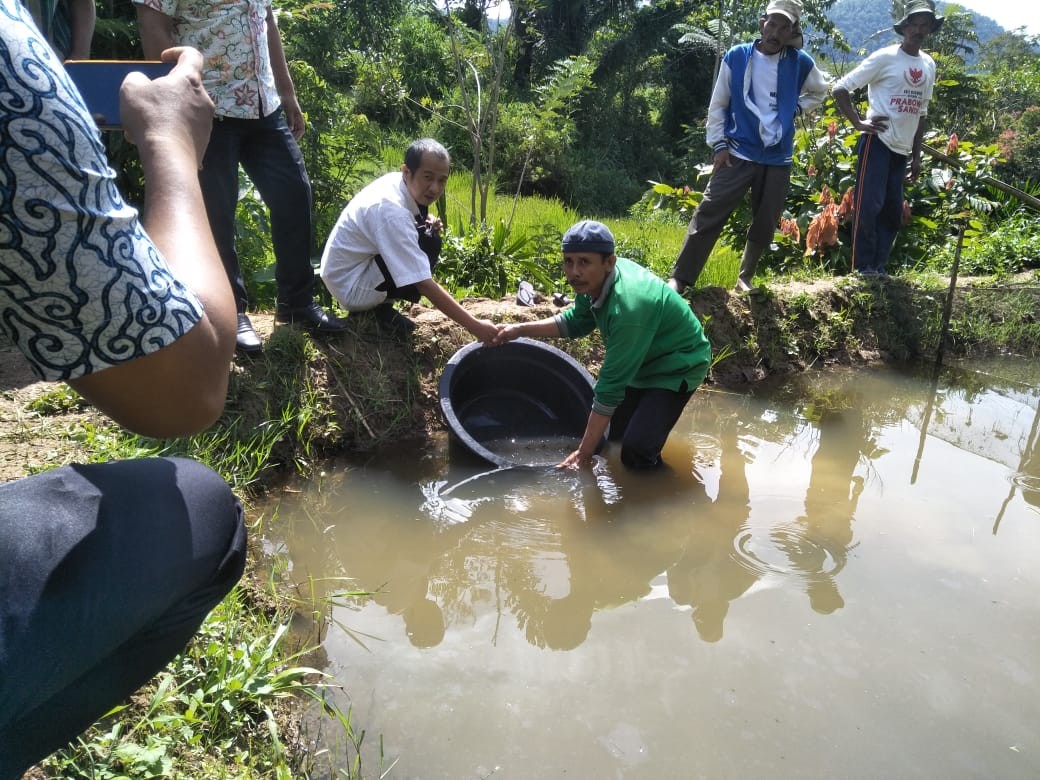 Pendistribusian benih dan pakan ikan lele di Pokdakan Kulari Nagari Surian Kec. Pantai Cermin