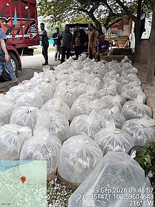 Penyerahan Bantuan Bibit Ikan Nila dan Mas pada Pokdakan di Nagari Singkarak dan Muaro Pingai Pasca Bencana Hidrometeorologi - foto 8