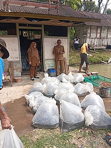 Pendistribusian Benih dan Pakan Ikan pada Pokdakan Bawah Bungo Nagari Koto Baru - foto 2