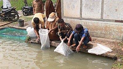 Pendistribusian Benih dan Pakan Ikan pada Pokdakan Bawah Bungo Nagari Koto Baru - foto 3