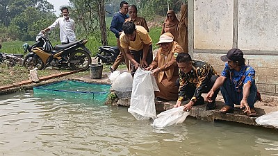 Pendistribusian Benih dan Pakan Ikan pada Pokdakan Bawah Bungo Nagari Koto Baru - foto 5