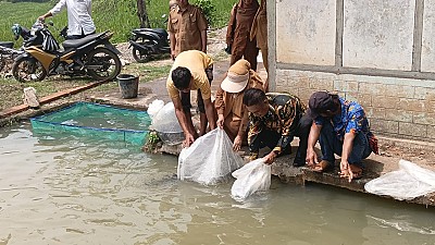 Pendistribusian Benih dan Pakan Ikan pada Pokdakan Bawah Bungo Nagari Koto Baru - foto 6