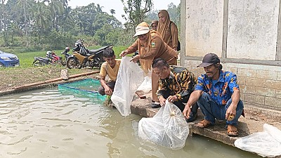 Pendistribusian Benih dan Pakan Ikan pada Pokdakan Bawah Bungo Nagari Koto Baru - foto 9
