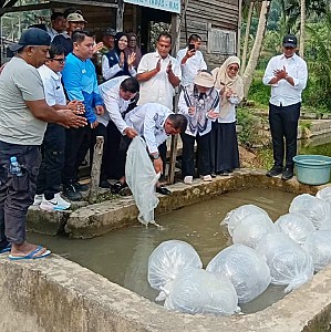 PENYALUAN BANTUAN BENIH IKAN MAS dari KEMENTERIAN KELAUTAN dan PERIKAN (KKP) RI PASCABENCANA HIDROMETEOROLOGI